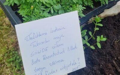 Istutamistalgud Tabasalus